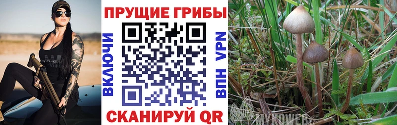 mega рабочий сайт  купить  сайты  Новокубанск  darknet как зайти  Галлюциногенные грибы прущие грибы 